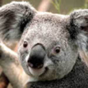 Meet your Posher, Sky